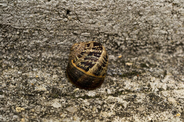 Front view of the common snail in resting position.
