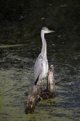 Grey heron on a local pond fishing during morning hours.