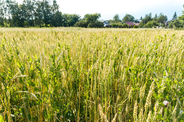 Agriculture and agronomy, growing crops on countryside fields. Green unripe spikelets of wheat. Country harvesting, organic and natural farming in village. Rye or oats landscape with spikes.