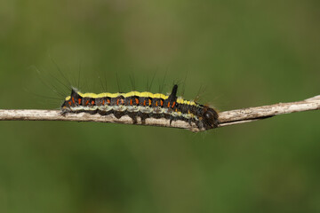 A Grey Dagger Moth Caterpillar, Acronicta psi, walking along a branch in a wooded area.