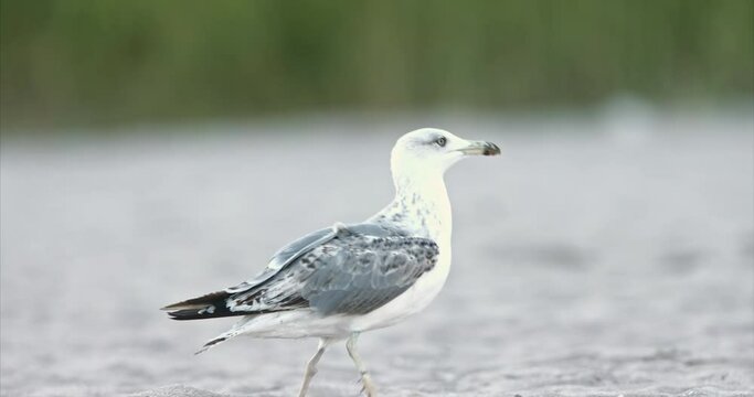 Seagulls of all ages and sizes eat from the sand and play on the beach. They fight for food and flutter their wings