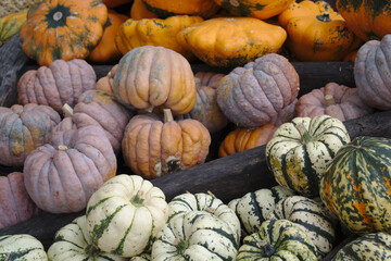 Different varieties of squashes and pumpkins on straw Colorful vegetables top view