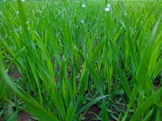 green grass with dew drops in the early morning