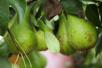 pear branch with green pears