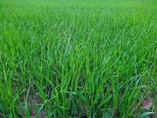 green grass with dew drops in the early morning