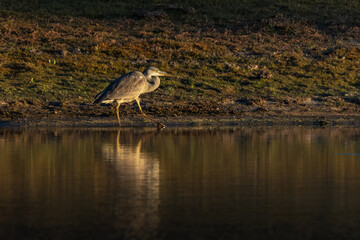Gray heron in its natural environment.