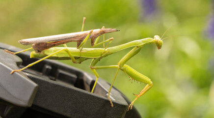 Female Carolina Mantis with a dead, headless male still attached to her while mating. Female mantids bite the head off the males.