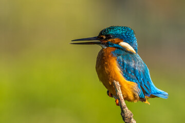 kingfisher (Alcedo atthis)