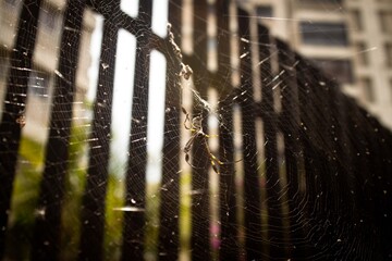 Tela de Araña