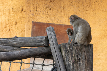 Monkeys play in the rope town