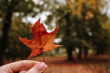A small orange maple leaf in hand with nature in background. Colorful maple leave. Seasonal autumn background.
