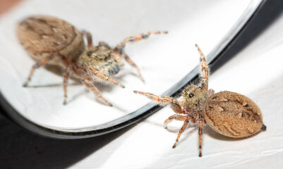 Female Brilliant Jumping Spider waving her front legs at her own reflection in the mirror, trying to scare the opponent away