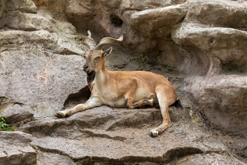 The markhor lies and leans on stones