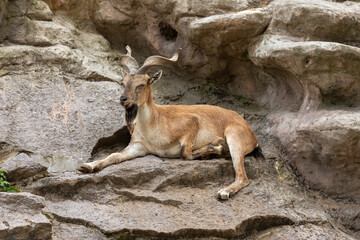 The markhor lies and leans on stones