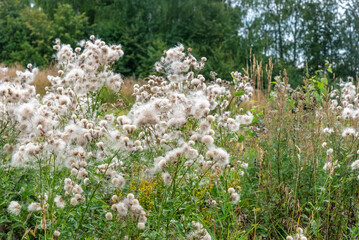 Obraz premium Field with growing weed and fluffy dandelions, wilderness and biodiversity of rural area. Abandoned plantation with high grass. Botany and seasonal plants, summer or autumn season in countryside