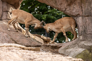 Young males of markhor fighting on a rock