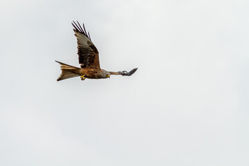 Red Kite