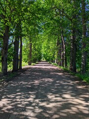 tree alley in the summer and hot in the afternoon