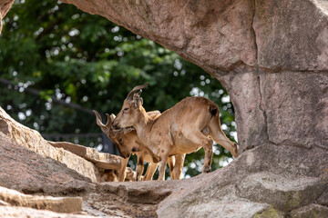 Young males of markhor fighting on a rock