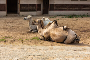 Two camels lie on the sand in an aviary at the zoo