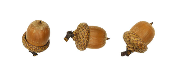 Set of acorns (Quercus rubra)
