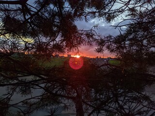 red sunset through tree branches in summer