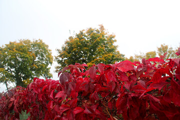 Autumn leaves