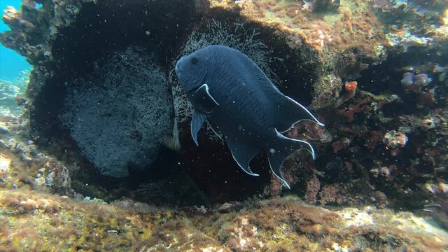 Dark Blue Hogfish Swimming Underwater Among Rocks in the Galapagos Islands