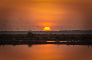 sunset in a marsh with birds flying