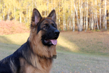 Dog breed German Shepherd Long-haired sits on the background of an autumn landscape.