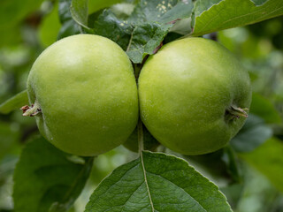 Grüne Äpfel am Baum
