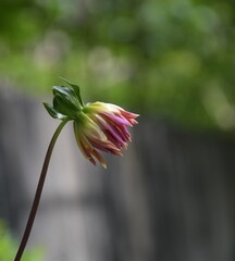 Obraz premium Dahlia with pink petals