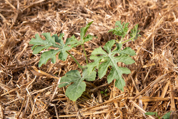 Organic small Pastèque or Watermelon plant (Citrullus lanatus) growing in a mulch bedding of straw.