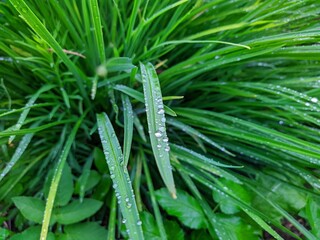 closeup of dew on green leaves of plants