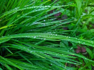 Fototapeta na wymiar closeup of dew on green leaves of plants