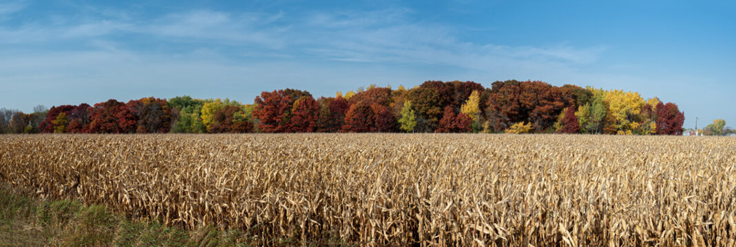 across a corn field the trees glow with autumn colors