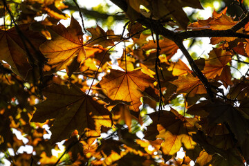 Leaves of Norway Maple (Acer platanoides 'Royal Red')