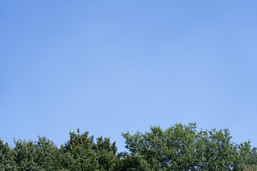 木と青空の背景画像