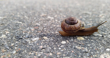snail on the asphalt on a blurred background moves to the right side view © Левон Мартиросян