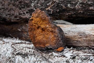 Natural Chaga mushroom o a natural wooden background. Inonotus Obliquus, birch mushroom. 