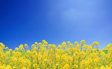 Obraz premium 菜の花と空