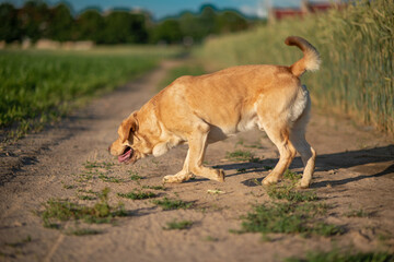 Fototapeta na wymiar A fawn labrador is running across a green field with a ball.