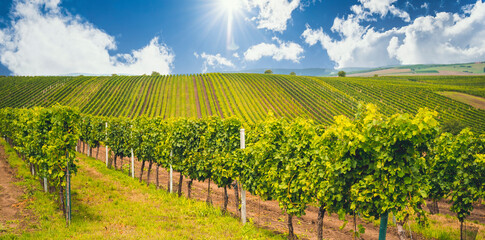 Grape field growing for wine. Vineyard hills. Summer scenery with wineyard rows