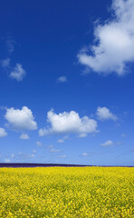菜の花と空