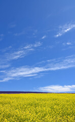 菜の花と空