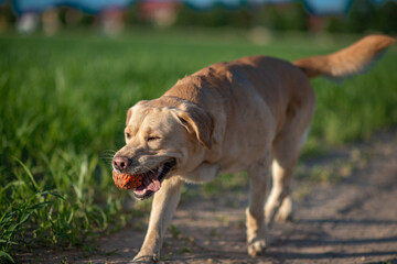 A fawn labrador is running across a green field with a ball.