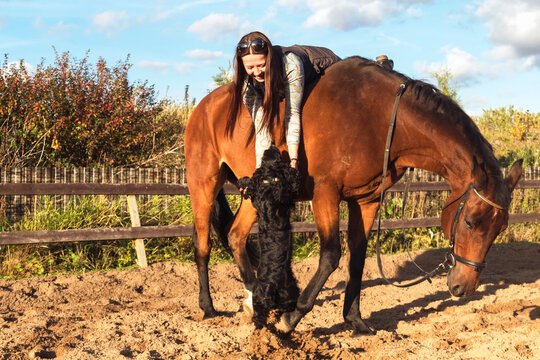 Dog Wants To See The Owner, Who Is Sitting On A Brown Horse