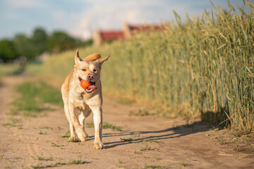 A fawn labrador is running across a green field with a ball.