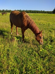 horse eats grass against the background of other horses in the summer during the day