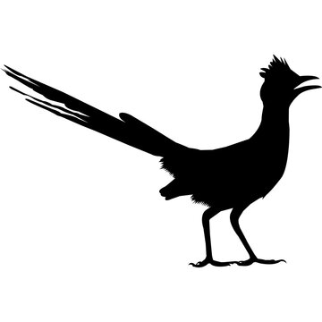 Roadrunner Silhouette Vector